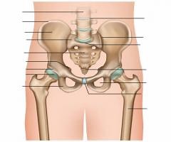 PELVIS ANATOMIA