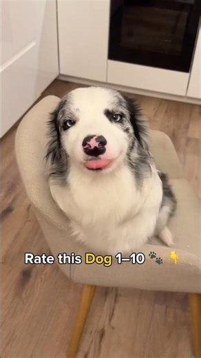 Cutest Dog Ever? 🥹🥹