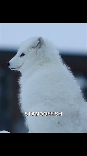 The Arctic fox is like a haphazardly dressed puppy making a comeback...