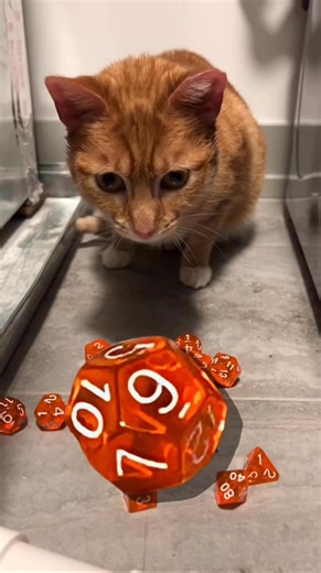 🧙‍♂️ TOMORROW 🔮 The Kat for IL-09 Team will be LIVE tomorrow night playing Dungeons and Dragons! 🐉 ⚔️ 7PM CT on Twitch and YouTube! Anyone who donates $10 will receive a limited-edition Heater sticker 😽🪄🧚 | Kat for Illinois