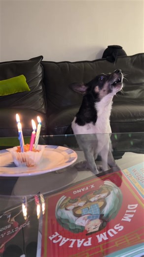 Happy Birthday Celebration for Our Little Cow! 🎉🐄