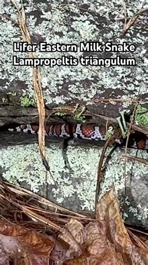 Vibrant Red Eastern Milk Snake in a Rock Crack!