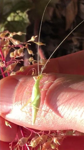 Tree cricket- what’s above your head this whole time