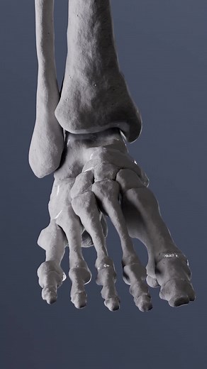 Understanding Ankle Pronation: Anatomy, Skeleton, Biomechanics