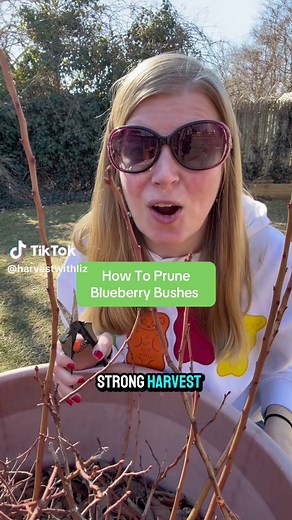 How to Prune Blueberry Bushes for a Strong Harvest