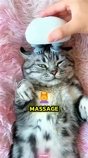 Spoiled Cat Gets a Luxury Spa Day #cat #catvideos #catlife