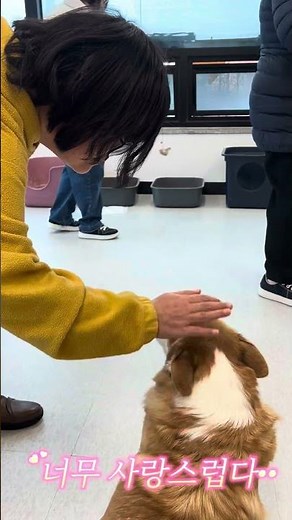 #shorts 유기동물입양쉼터 누리봄 견학!