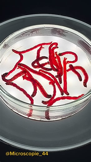 jean-Marc Babalian on Instagram: "🔬✨ The giant chromosomes of chironomid larvae are a fascinating sight under the microscope ! In the larvae of certain dipteran insects such as Drosophila and chironomids, some tissues (salivary glands, intestine, Malpighian tubules) have cells with giant chromosomes called polytene chromosomes. These special chromosomes were first described in 1881 by French biologist Edouard Balbiani (1822-1899) while he was studying microscopic preparations of chironomid larv