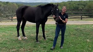 Allison Springer Eventing has a new pony in the barn!!! Everyone, meet Vandyke aka Rico! #buckeyenutrition #allisonspringereventing #newhorse #eventing #gronwin #ultimatefinish25 | BUCKEYE Nutrition