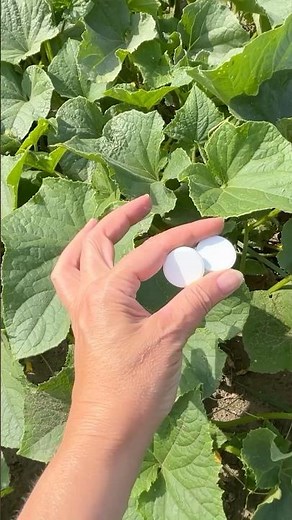 Save your cucumbers from yellowing leaves with this mixture