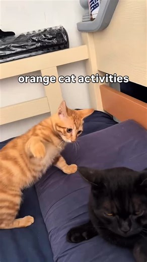 the most normal orange cat | Soft Cat Memes
