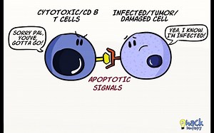 【细胞凋亡】Apoptosis - Introduction, Morphologic Changes and Mechanism