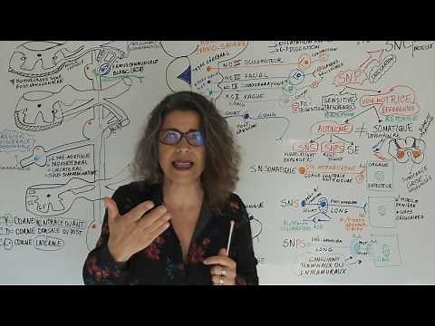 AUTONOMIC NERVOUS SYSTEM INTRODUCTION