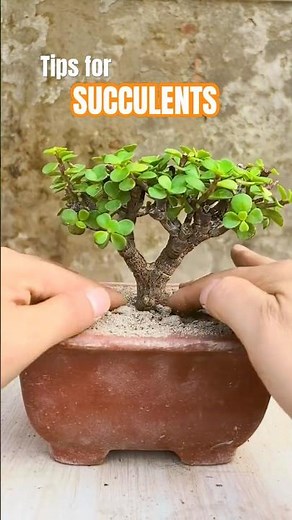 EASY Portulacaria Afra Propagation! 🌱 Grow FREE Elephant Bush from Cuttings