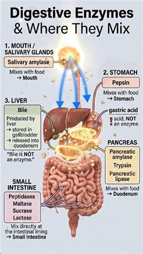 Digestive Enzymes: Who Releases What? 🧬 | Digestion Explained #biology