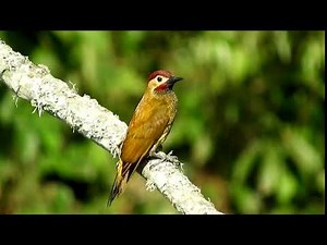 Bird on a Tree | Free Stock Footage, No Copyright Video