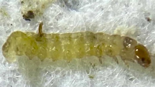 Understanding the impact of a Spruce Budworm outbreak