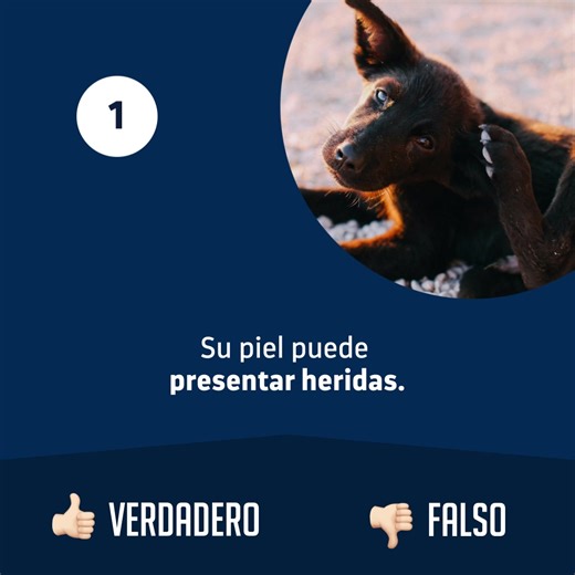 ¿Tu perro se rasca mucho y tiene la piel irritada? 👉 Una de las causas más comunes es la dermatitis atópica. Aunque es crónica, existen medidas que pueden mejorar mucho su bienestar como una nutrición específica para pieles atópicas. La gama de ADVANCE ATOPIC ayuda a reducir el picor y la severidad de las lesiones en tan solo 4 semanas. Si sospechas que tu perro podría tenerla, consulta con tu veterinario de confianza que te podrá pautar el mejor tratamiento para su salud. #ADVANCE #perro #perr
