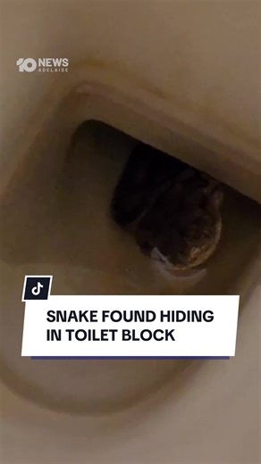 Snake Discovered in Australian Public Toilet: A True Horror