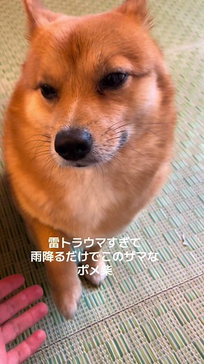 辛いの！ #ポメ柴 #ポメ柴もなか | pomeranian dog