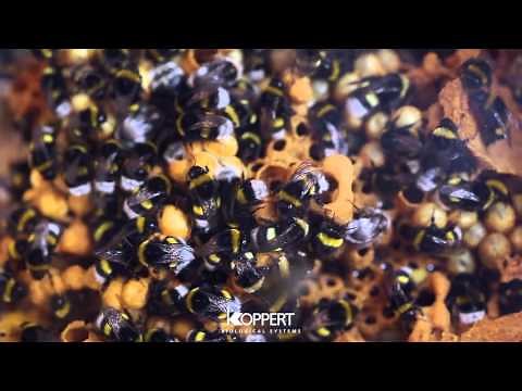 Bumblebee hive - Take a look inside