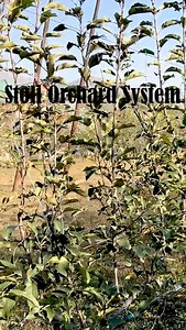 8K views · 89 reactions | SOS Stoli Orchard System – High Yield, Smart Structure, Premium Quality  . . . . . . . #SOSStoliSystem #OrchardSystem #HighYieldFarming #ModernOrchards | Jittu Chauhan Orchardist | Facebook