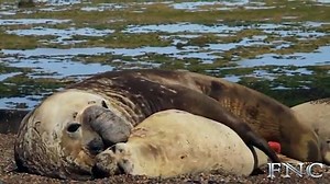 Elephant Seal Mating And Giving Birth On The Beach