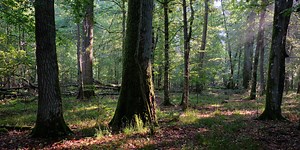 The Ultimate Nature Hike: A Walk Through a Primeval Forest