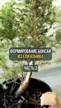 Shaping a Picea Conica Bonsai. Part 3