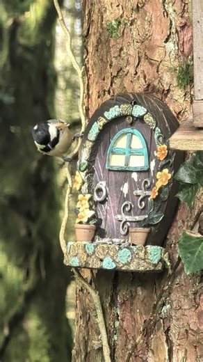 Irish Coal Tit Visits a Fairy Door Feeder 🧚‍♂️🐦 | 4K Nature Short #nature