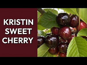 Kristen Sweet Cherry: Growing, Harvesting, and Ripening Guide for Home Orchards | Dingdong's Garden