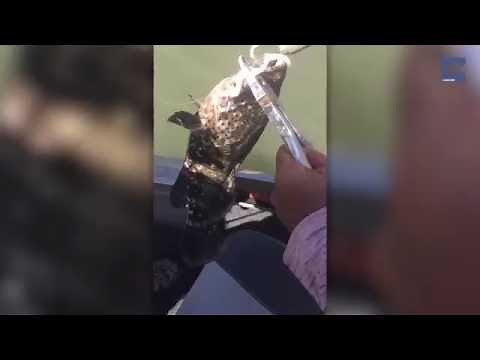 Snake Found In Fish's Mouth