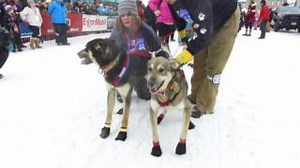 🚨 100 DAYS TO GO! 🚨 The 2025 Iditarod Trail Sled Dog Race® Ceremonial Start is right around the corner! 🐾❄️ On March 1, 2025, Anchorage will come alive as the world’s most iconic dog sled race kicks off and we cannot wait! 🛷 Get ready for unforgettable moments, high-energy crowds, and mushers racing toward history! So far, 30 mushers have signed up for the 2025 race, and we can’t wait to see this dynamic mix of seasoned veterans and eager rookies. There’s still time for more teams to join—wh