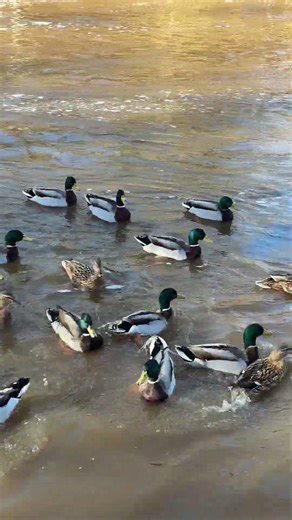 Ducks Quacking by the River #riversoundandbird #relaxingambience #forestvibes #ducksquacking