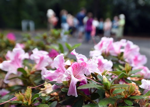 Everything you need to know about the 2026 NC Azalea Festival