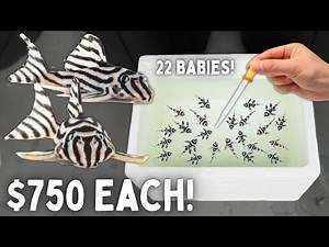 BREEDING Zebra Plecos - End of Season Update