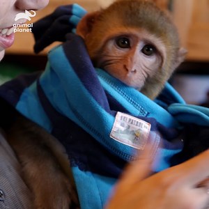 "I would never let anybody hurt any of our animals ever again." Pinky and her husband take in primates that were abused or bought illegally, and give them a safe place to live. 📺 #BeastBuddies at 10pm ET on Animal Planet | Animal Planet