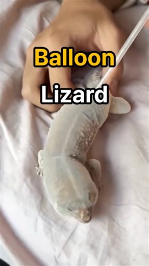 Shedding a Lizard with Just a Straw!