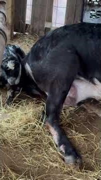 Annie Birthed a Buckling #babygoats #buckling #farmlife #goat