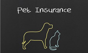 Is There a Pet Insurance That Covers Everything?