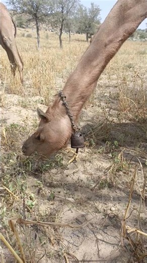 جمل ذو طوق يأكل العشب الجاف في الصحراء.