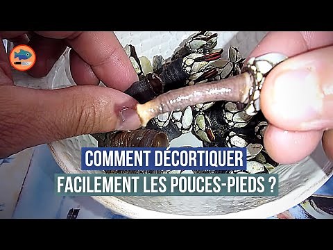 How to easily peel barnacles?