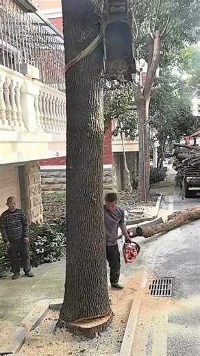 Smart Tree Removal! Excavator Arm Guides Falling Tree to Safe Landing 🚧🌳
