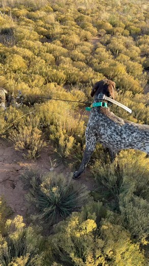 Tilly has become Gulags right hand dog. More quail for gulag the count will be censored for those insecure about other people’s numbers. | Tyler Sladen