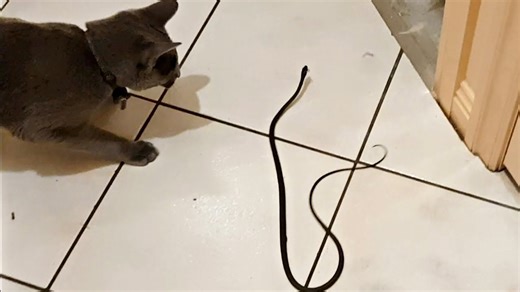 Surprise snake in our house! Safe removal & cat's close call