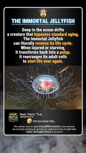 🪼 THE IMMORTAL JELLYFISH #dailyfacts #wildlife #marinemystery #mindblown #natureeducation