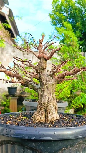 High Maintenance Miniature Bonsai Care Tips