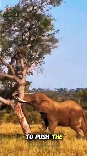 Unstoppable Strength: Elephant Breaks a Tree Like a Twig! 🌳🐘