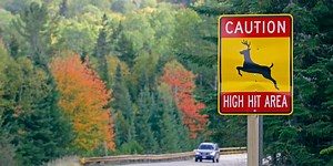 Animal versus car collision deaths spike in fall: 'November historically the most dangerous month'