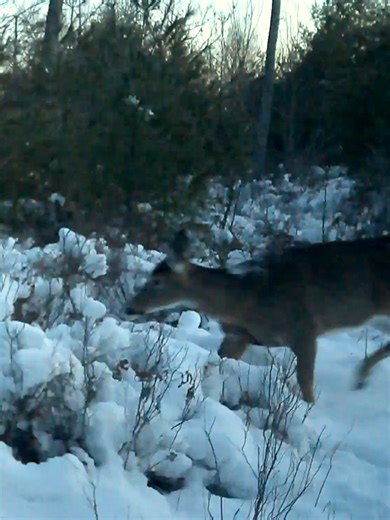 A whitetail deer pushes through heavy, freshly fallen snow, creating a new path through the woods for others to follow. 🦌❄️ Winter survival is full of small but important efforts like this. Captured on trail camera in the Maine woods. #WhitetailDeer #WinterWildlife #DeepSnow #BrowningTrailCam #TrailCamera #MaineWildlife #BackyardWildlifeMaine